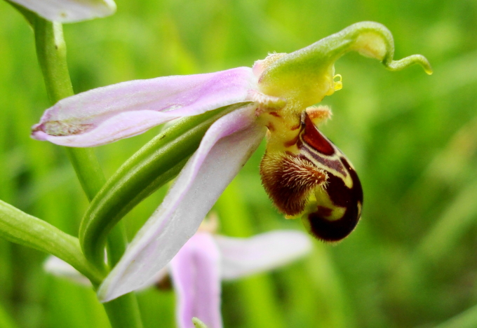 Ophrys apifera